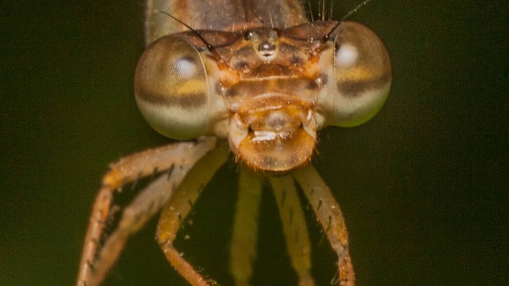 Anisoptera