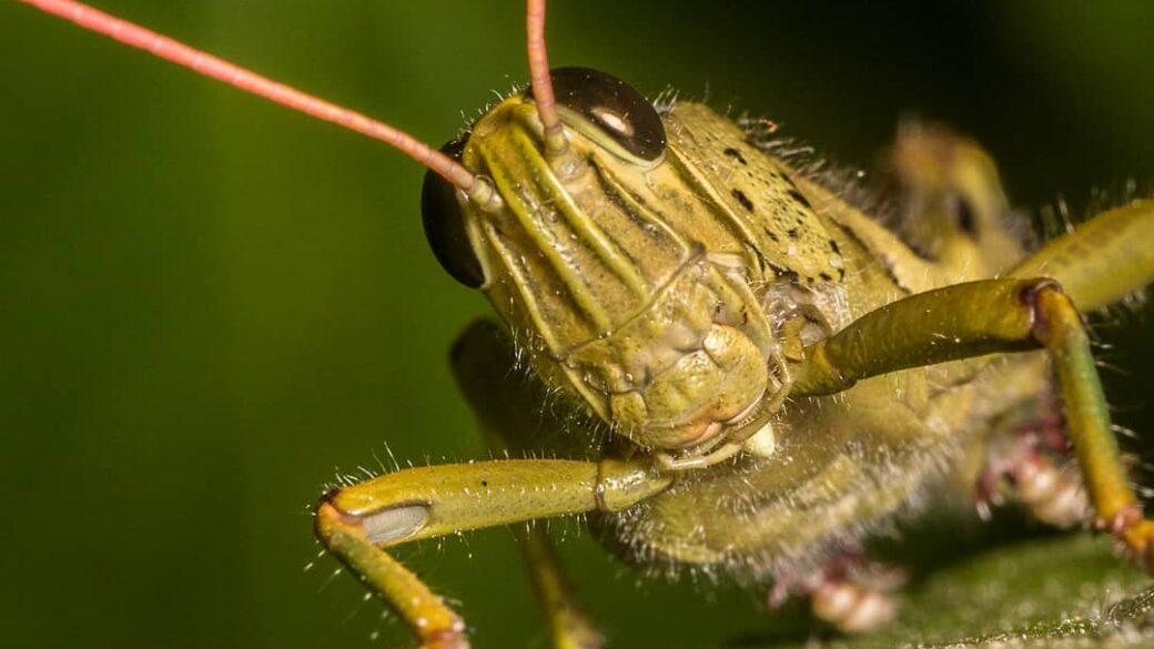 Caelifera