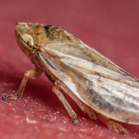 Cicadellidae