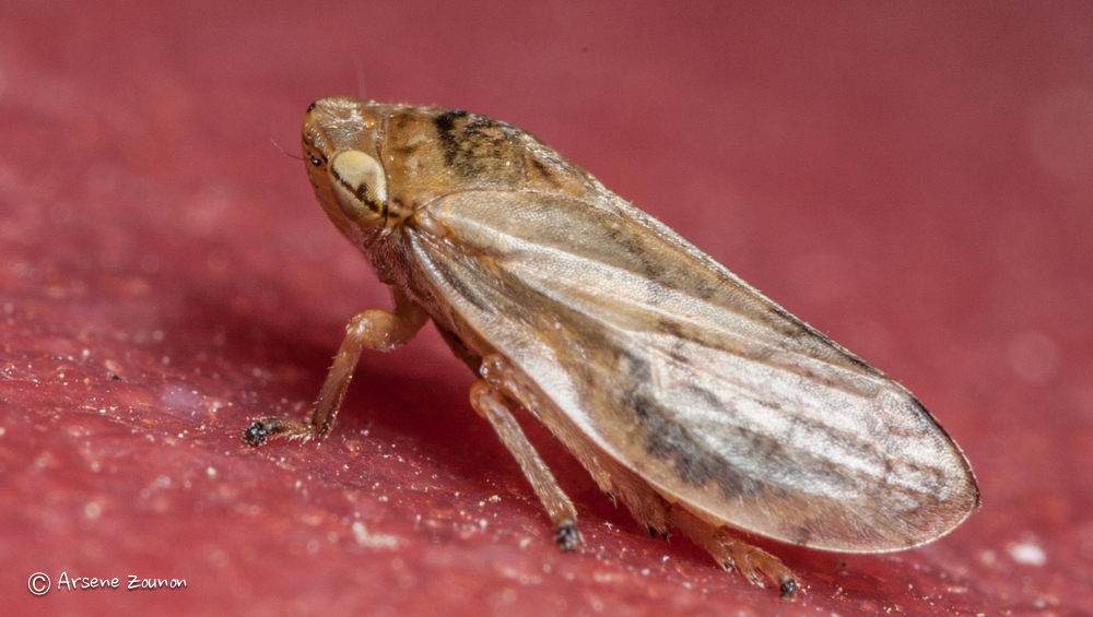 Cicadellidae