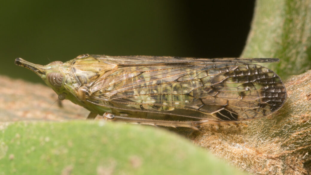 Fulgoridae – Dichoptera, Prolepta