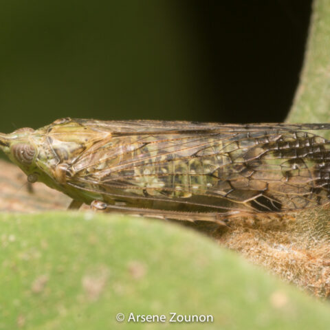 Fulgoridae – Dichoptera, Prolepta