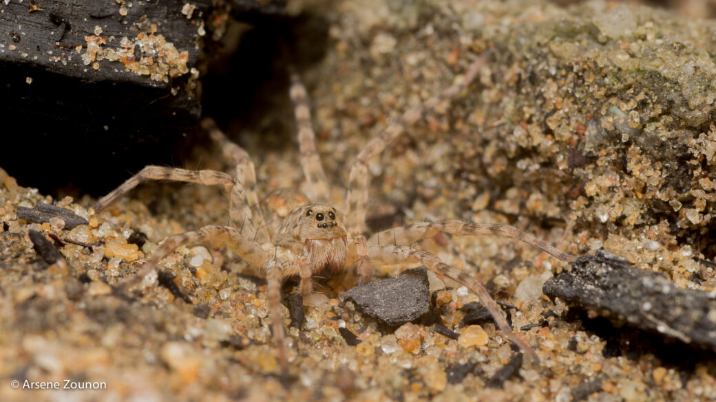 Lycosidae