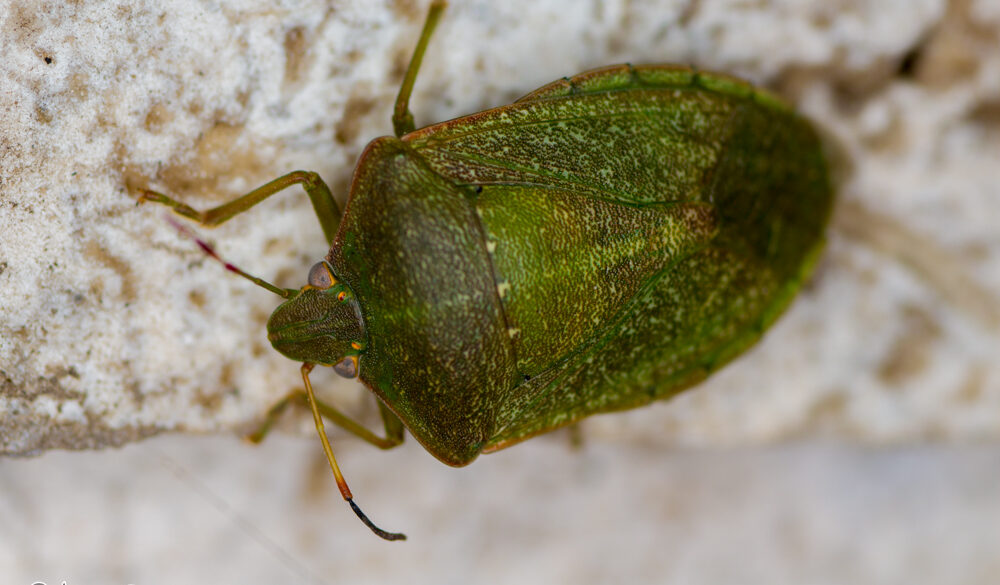 Nezara viridula