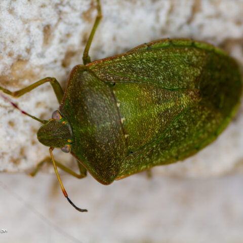 Nezara viridula