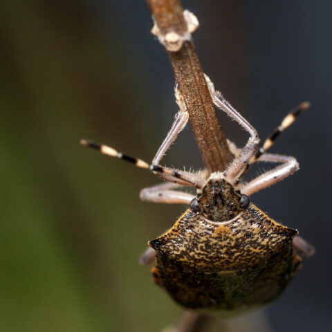 Palomena prasina