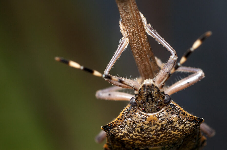 Palomena prasina