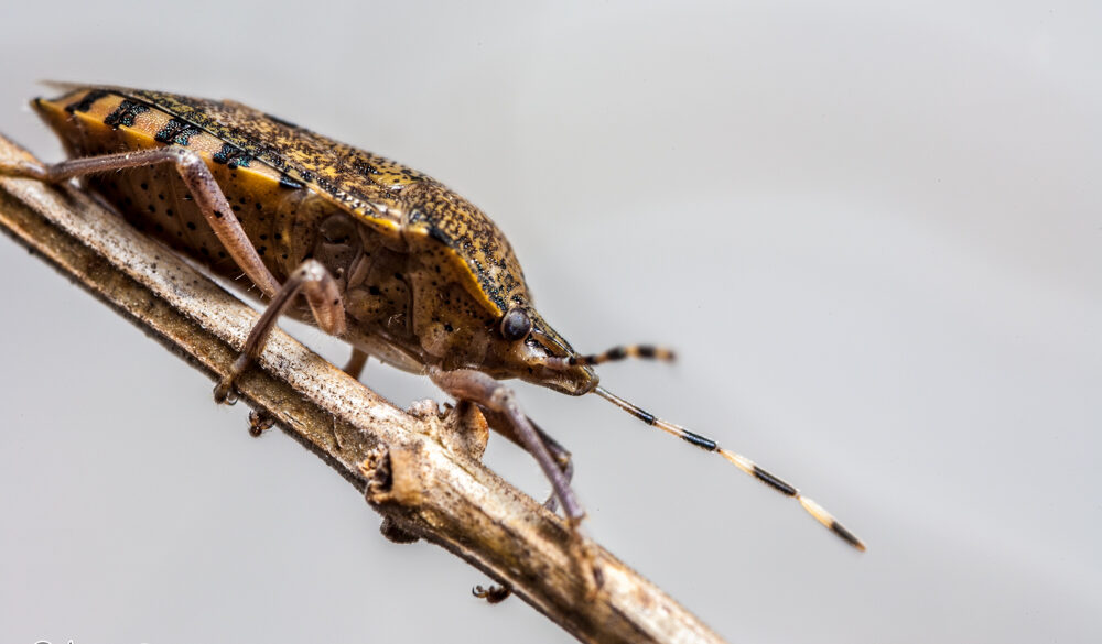 Palomena prasina