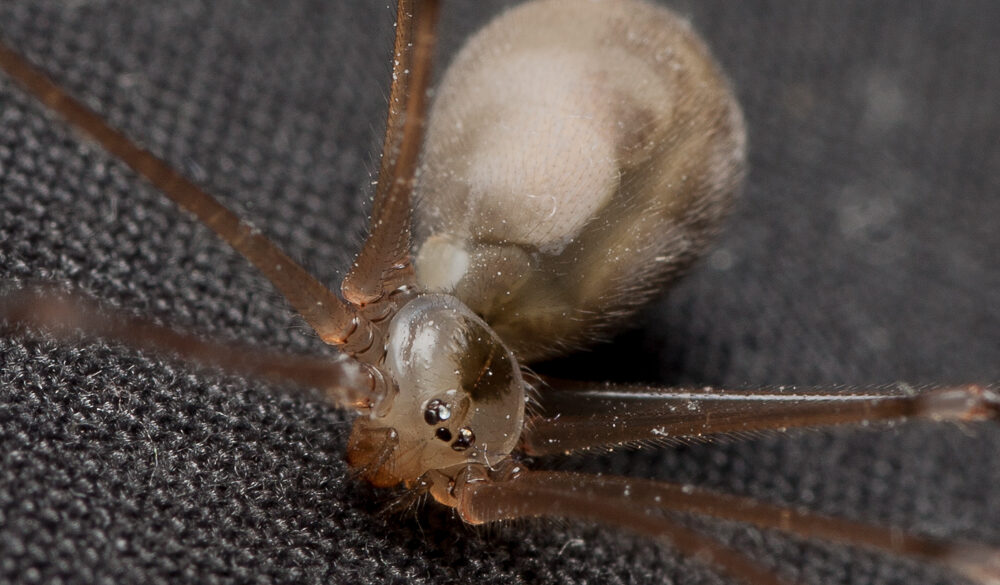 Pholcidae