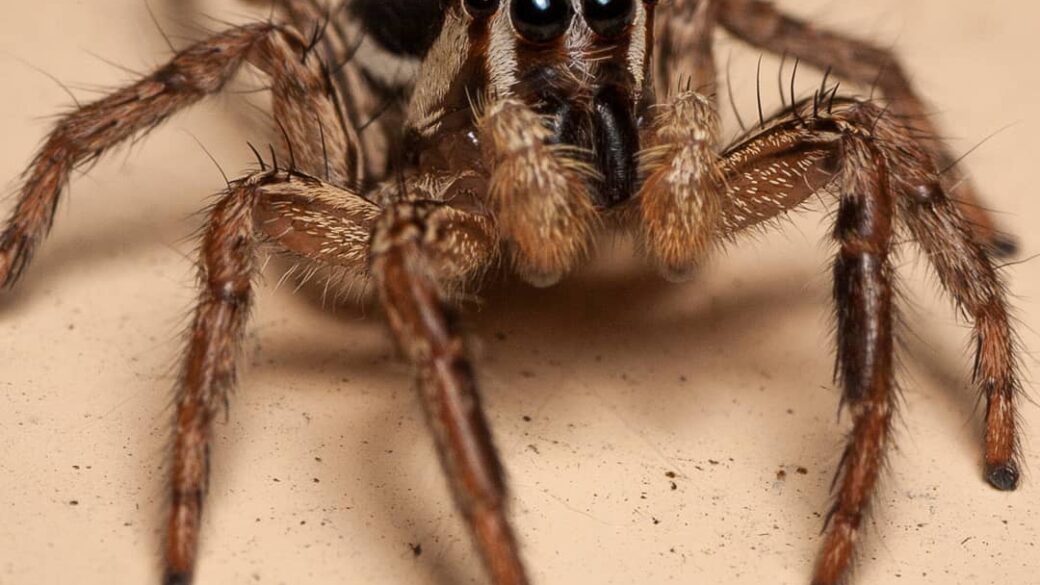 Plexippus paykulli