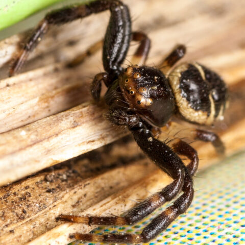 Synaema globosum  Araignée-crabe Napoléon