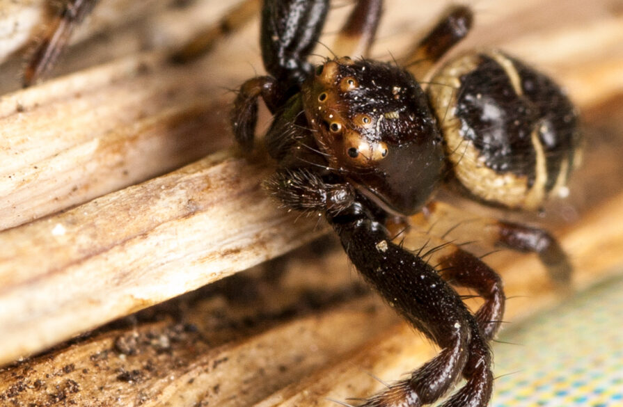 Synaema globosum  Araignée-crabe Napoléon