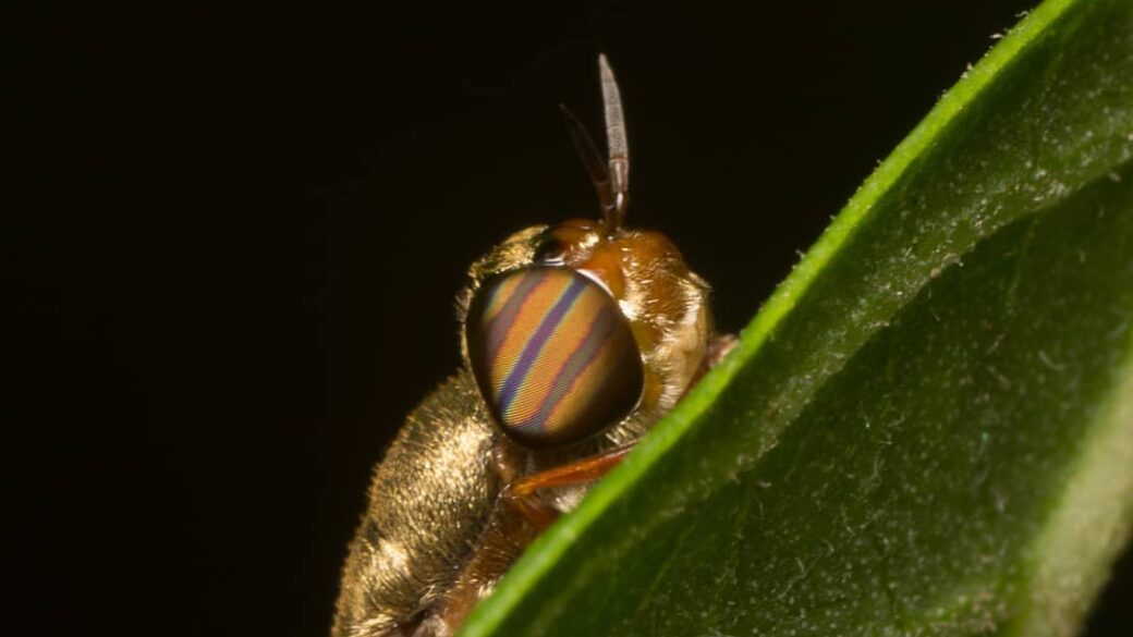 Tabanus