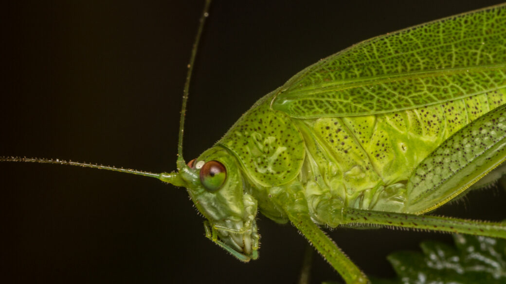 Tettigonia viridissima