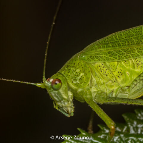 Tettigonia viridissima