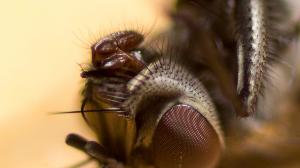 Muscidae