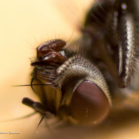 Muscidae